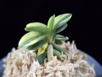 취월호 翠月湖 Chwiwolho(Seedling)