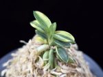 취월호 翠月湖 Chwiwolho(Seedling)