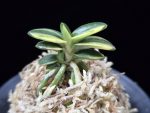 취월호 翠月湖 Chwiwolho(Seedling)