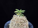 취월호 翠月湖 Chwiwolho(Seedling)