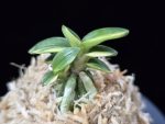 취월호 翠月湖 Chwiwolho(Seedling)