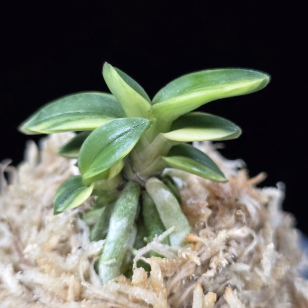 취월호 翠月湖 Chwiwolho(Seedling)