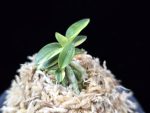취월호 翠月湖 Chwiwolho(Seedling)