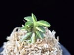 취월호 翠月湖 Chwiwolho(Seedling)