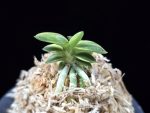 취월호 翠月湖 Chwiwolho(Seedling)