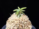 취월호 翠月湖 Chwiwolho(Seedling)