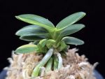 취월호 翠月湖 Chwiwolho(Seedling)