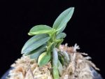 취월호 翠月湖 Chwiwolho(Seedling)