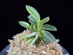 취월호 翠月湖 Chwiwolho(Seedling)