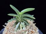 취월호 翠月湖 Chwiwolho(Seedling)