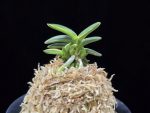 취월호 翠月湖 Chwiwolho(Seedling)