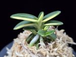 취월호 翠月湖 Chwiwolho(Seedling)