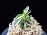 취월호 翠月湖 Chwiwolho(Seedling)