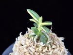 취월호 翠月湖 Chwiwolho(Seedling)