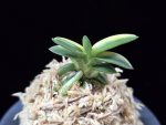취월호 翠月湖 Chwiwolho(Seedling)