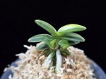 취월호 翠月湖 Chwiwolho(Seedling)