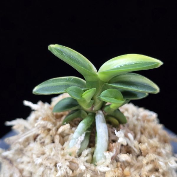 취월호 翠月湖 Chwiwolho(Seedling)