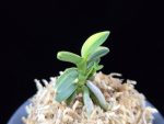 취월호 翠月湖 Chwiwolho(Seedling)