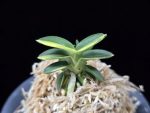 취월호 翠月湖 Chwiwolho(Seedling)