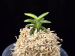 취월호 翠月湖 Chwiwolho(Seedling)