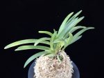 옹 翁 Okina (Ruby root)