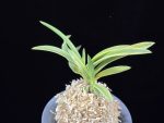 옹 翁 Okina (Ruby root)