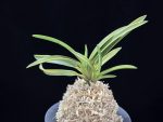 옹 翁 Okina (Ruby root)