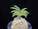 취화전묵 翠華殿墨 Suikaden Sumi