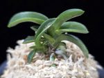 취화전묵 翠華殿墨 Suikaden Sumi