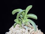 취화전묵 翠華殿墨 Suikaden Sumi