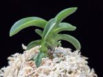 취화전묵 翠華殿墨 Suikaden Sumi