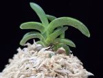 취화전묵 翠華殿墨 Suikaden Sumi