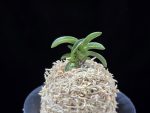 취화전묵 翠華殿墨 Suikaden Sumi