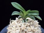 취화전묵 翠華殿墨 Suikaden Sumi