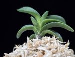 취화전묵 翠華殿墨 Suikaden Sumi