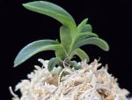 취화전묵 翠華殿墨 Suikaden Sumi