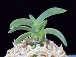 취화전묵 翠華殿墨 Suikaden Sumi