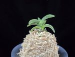 취화전묵 翠華殿墨 Suikaden Sumi