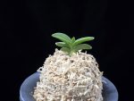 홍장원 紅壯元 Hongjangwon (Jangwon+Shikouki)