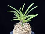화의 花衣 Hanagoromo