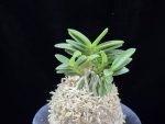 두환 兜丸 Kabutomaru