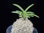 소풍 笑風 Sopung