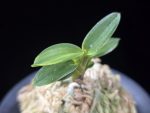 화천금 華泉錦 Kasen Nishiki