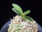 화천금 華泉錦 Kasen Nishiki