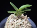 화천금 華泉錦 Kasen Nishiki