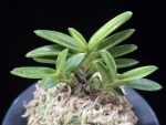 화천금 華泉錦 Kasen Nishiki