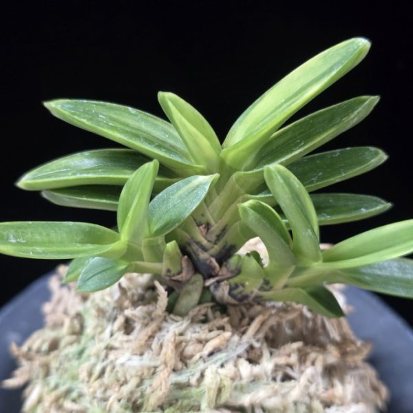 화천금 華泉錦 Kasen Nishiki