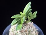 화천금 華泉錦 Kasen Nishiki
