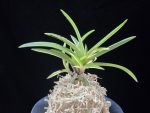 신호동 新湖東 Shinkotou