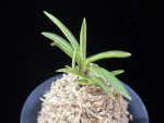 신호동 新湖東 Shinkotou